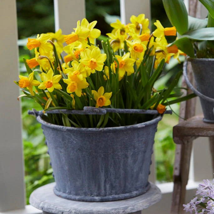 Jetfire Miniature Daffodil - Image 3