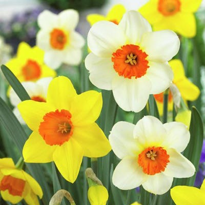Large Cupped Daffodil Mix - Image 2