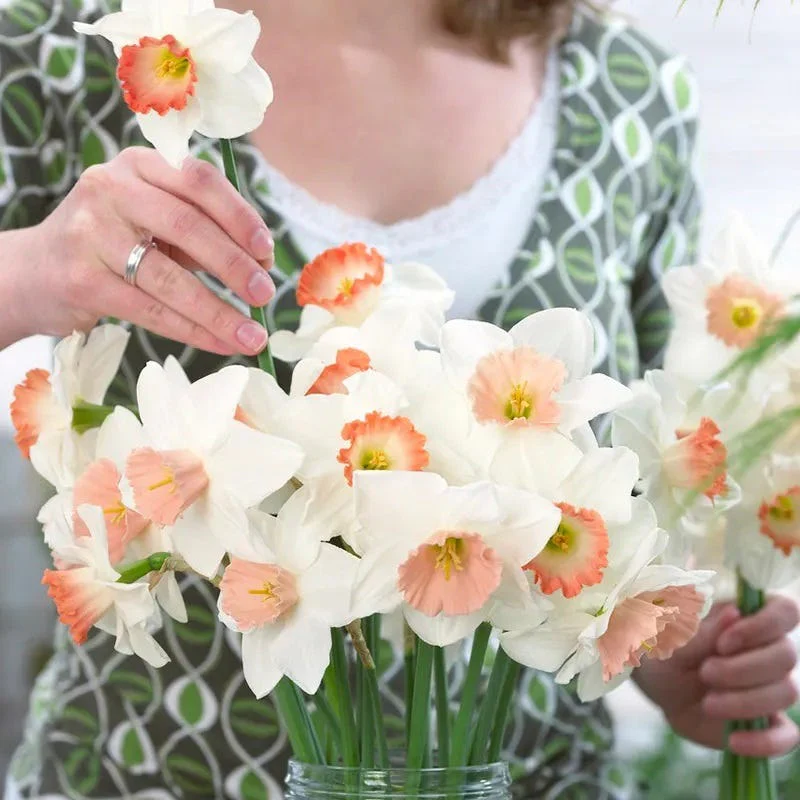 Pink Large Cupped Daffodil Mix - Image 2
