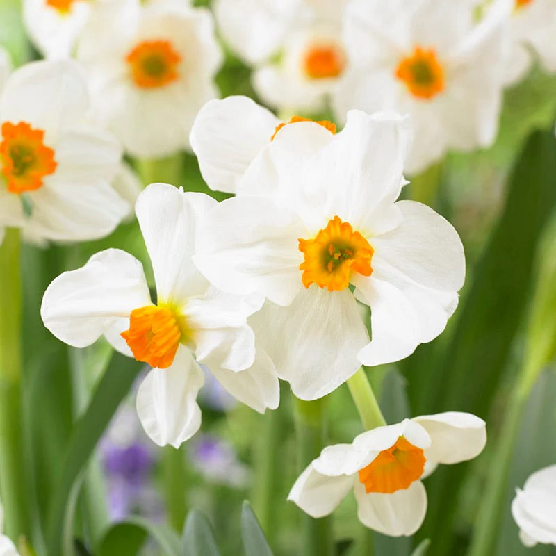 Peach Bellini Daffodil Bulb Collection - Image 2
