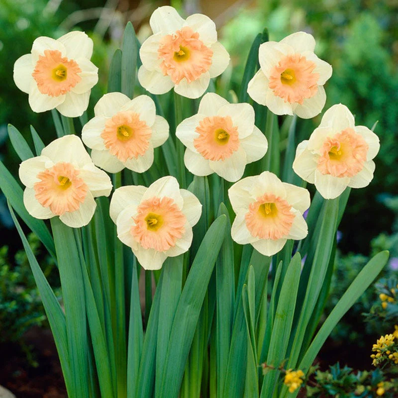Pink Parasol Trumpet Daffodil - Image 3