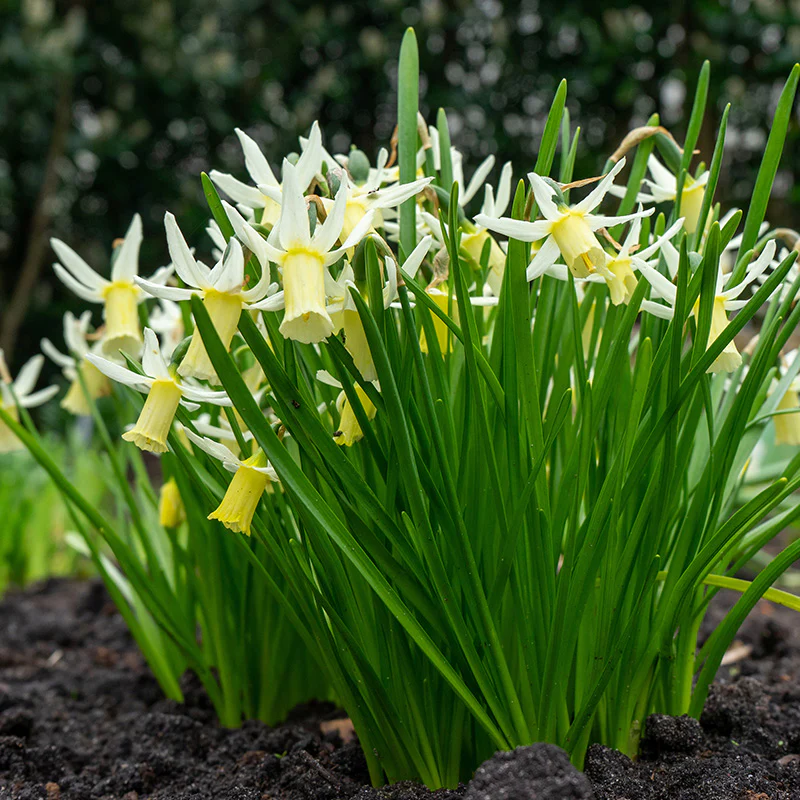 Snipe Miniature Daffodil - Image 2
