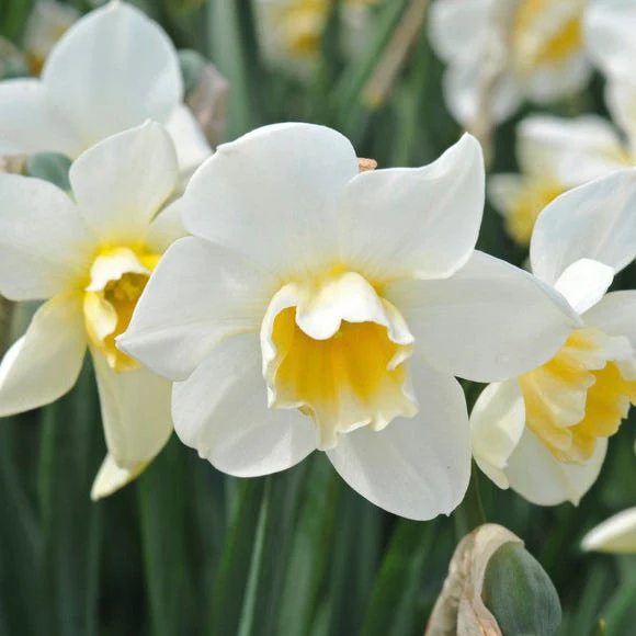Sweet Love Daffodil