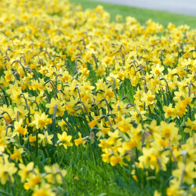 Sunshine Naturalizing Bulb Collection - Image 6