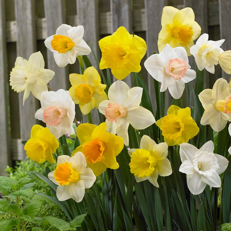 Trumpet Daffodil Mix - Image 2