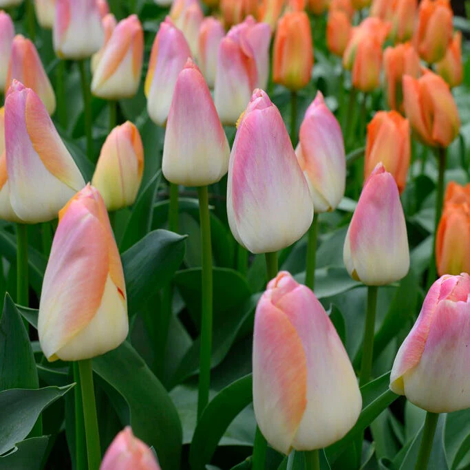 Kunyun Darwin Tulip - Image 3