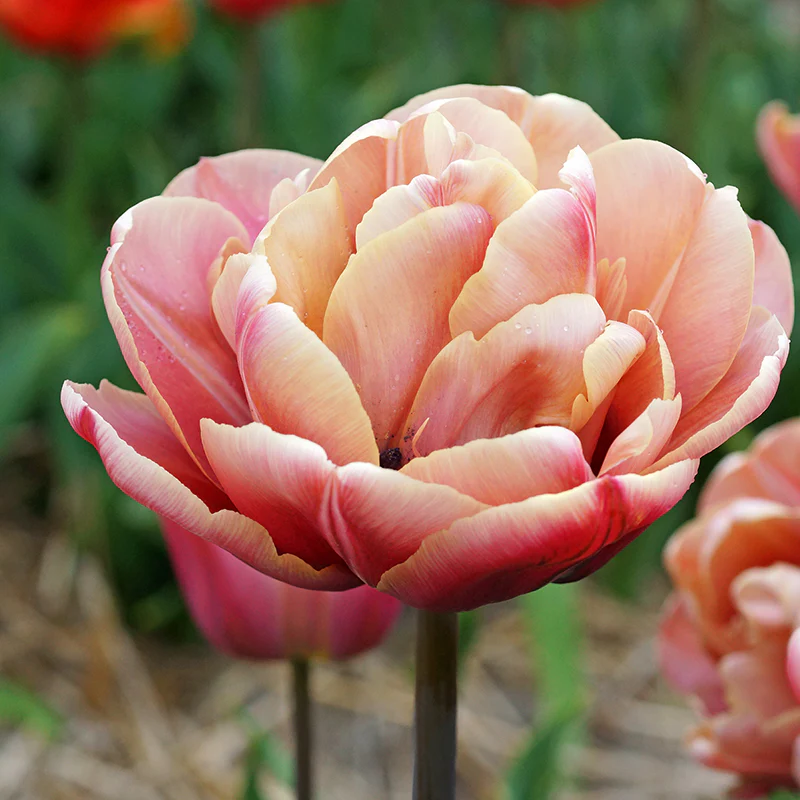 La Belle Epoque Double Early Tulip - Image 2