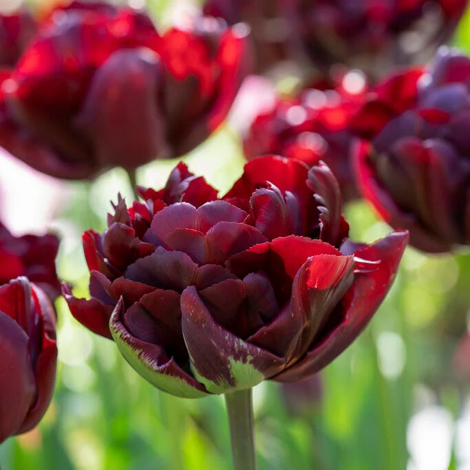 Palmyra Double Early Tulip