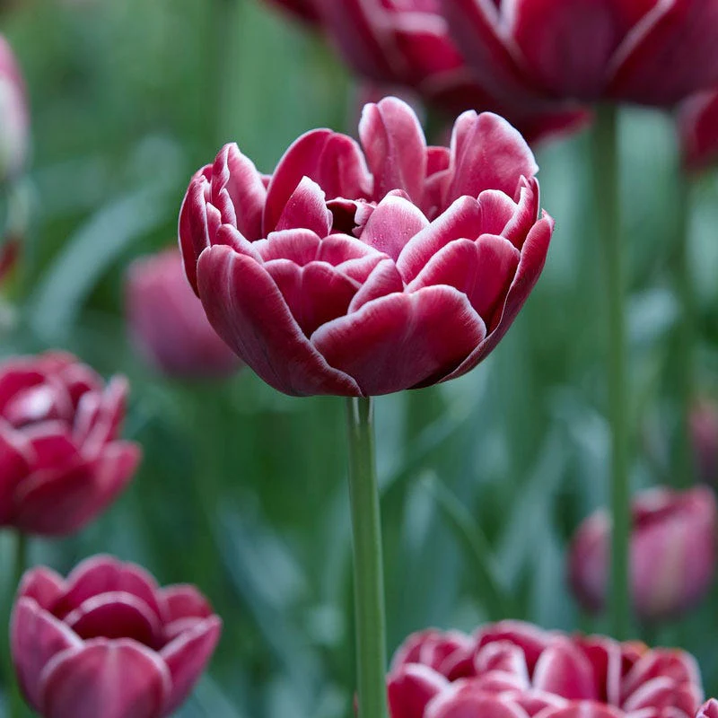 Dream Touch Double Late Tulip - Image 3