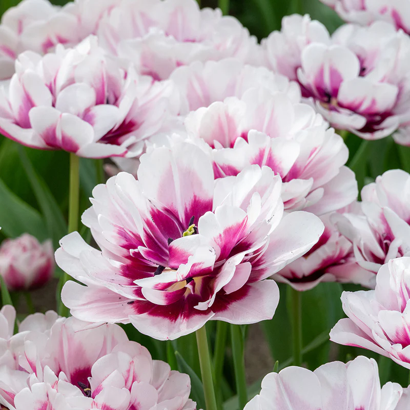 La Delicatesse Double Late Peony Tulip