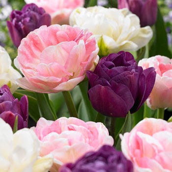 Double Late Tulip Mix