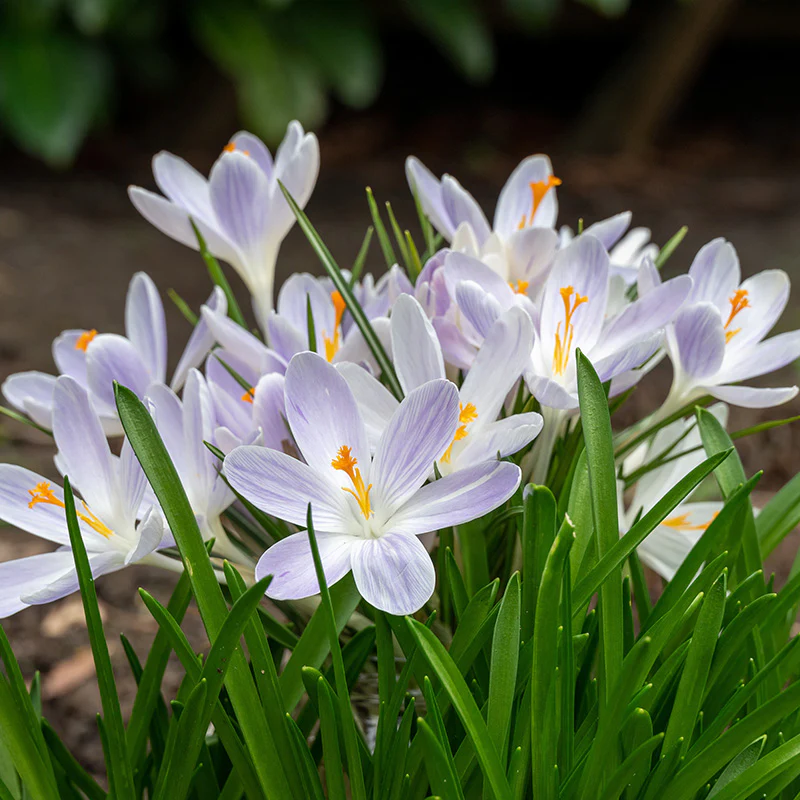 Candlelight Dutch Crocus - Image 2
