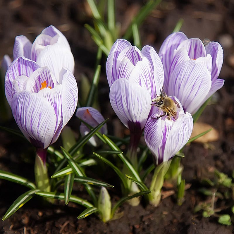 Pickwick Dutch Crocus - Image 2