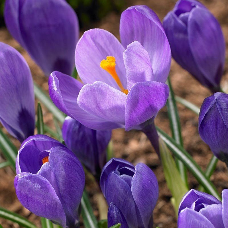 Remembrance Dutch Crocus - Image 2