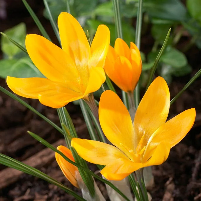Oh Deer Naturalizing Bulb Collection - Image 3