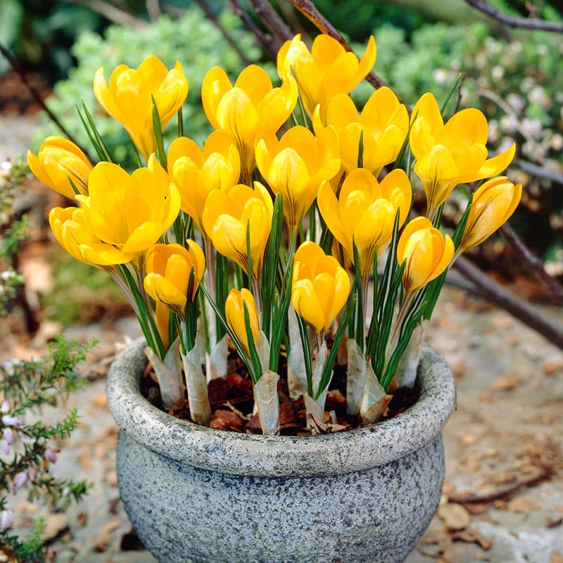 Yellow Mammoth Dutch Crocus - Image 2