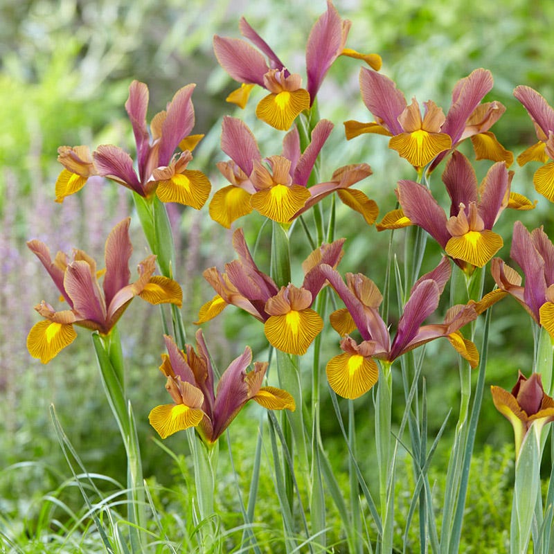 Lion King Dutch Iris - Image 2