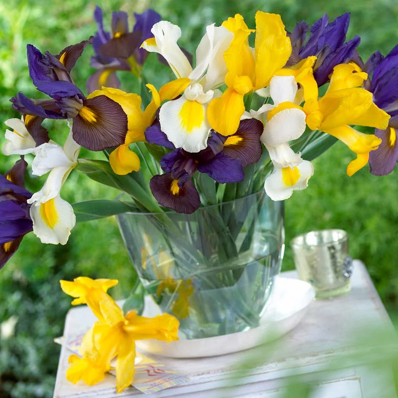 Dutch Iris Mix - Image 2
