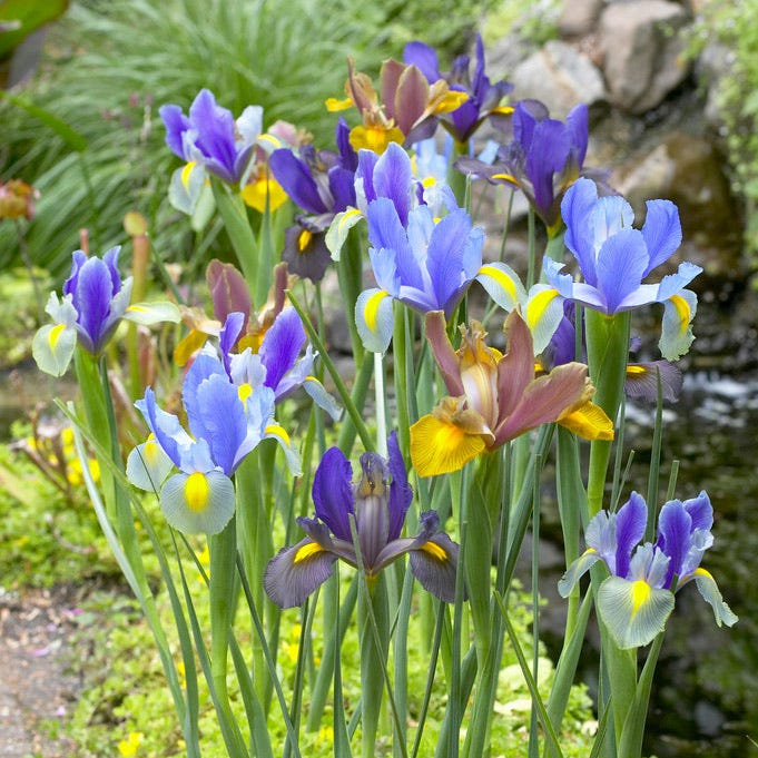 Tiger Dutch Iris Mix - Image 2