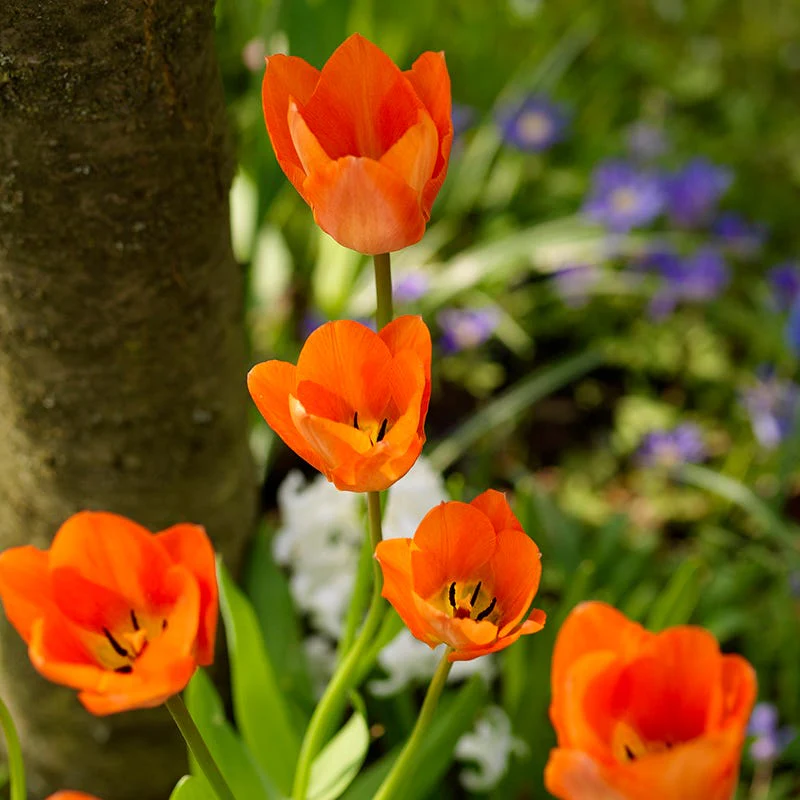 Orange Emperor Tulip - Image 2