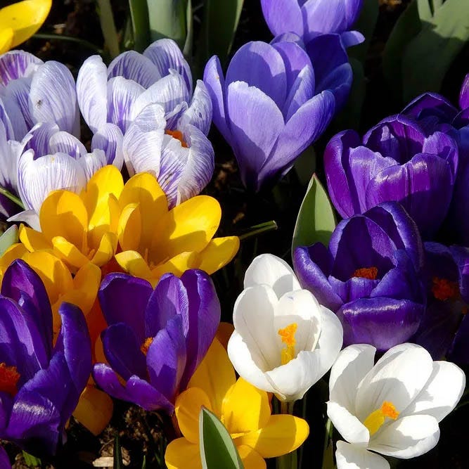 Early Riser Naturalizing Bulb Collection - Image 3