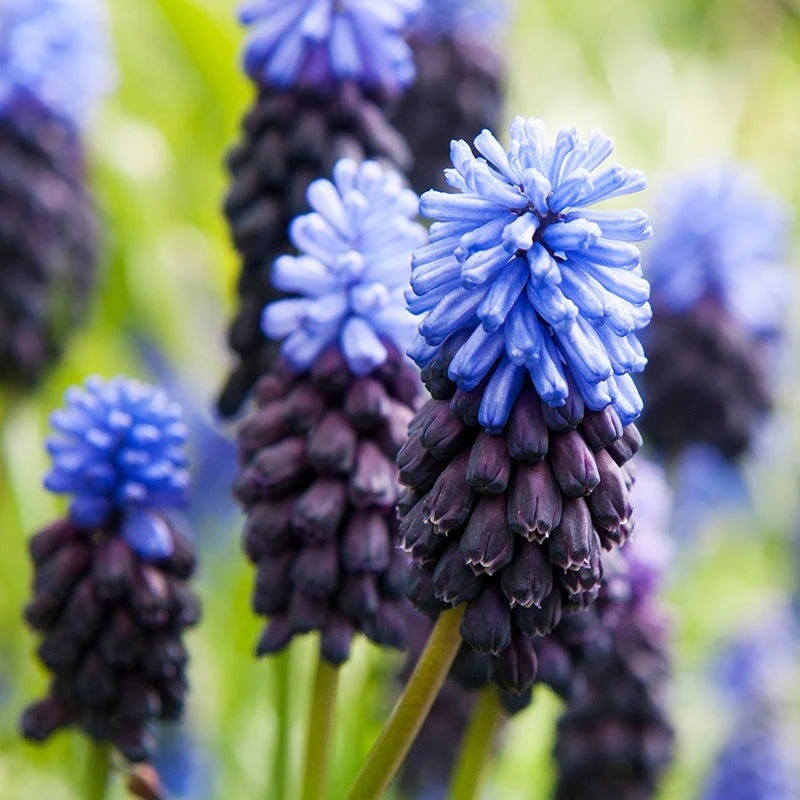 Blue River Bulb Collection - Image 4