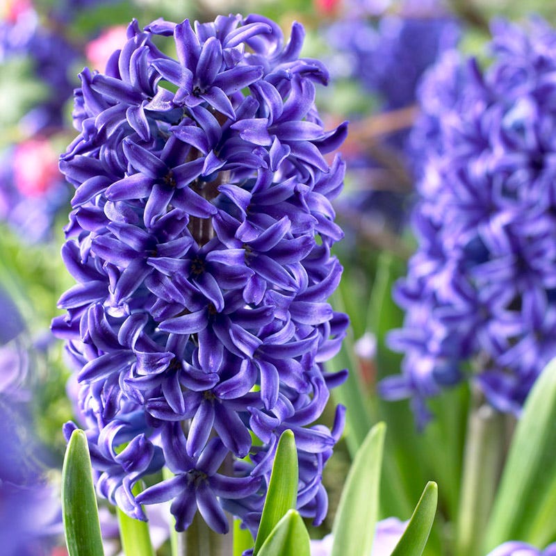 Blue River Bulb Collection - Image 5
