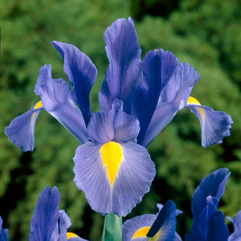 Blue River Bulb Collection - Image 6