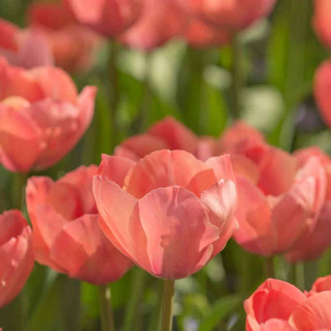 Plum Perfect Bulb Collection - Image 4