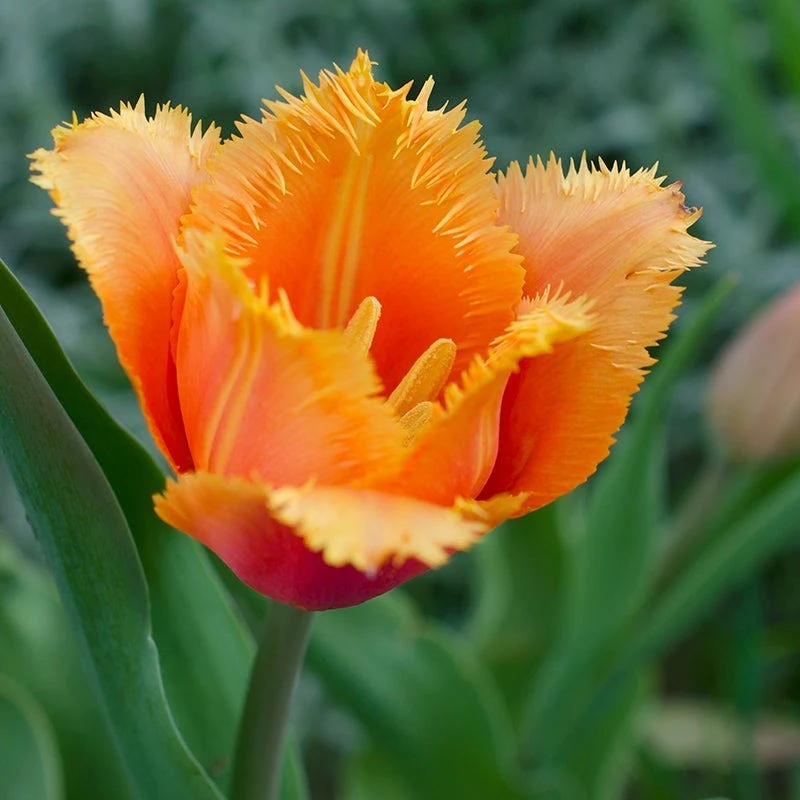 Plum Perfect Bulb Collection - Image 6