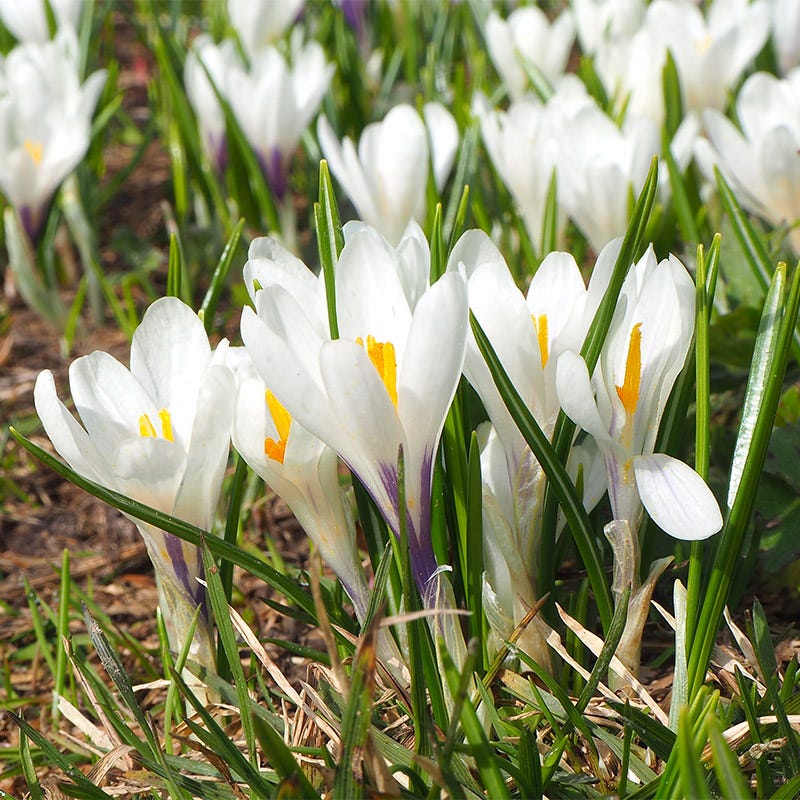 Precious Pearls Bulb Collection - Image 2
