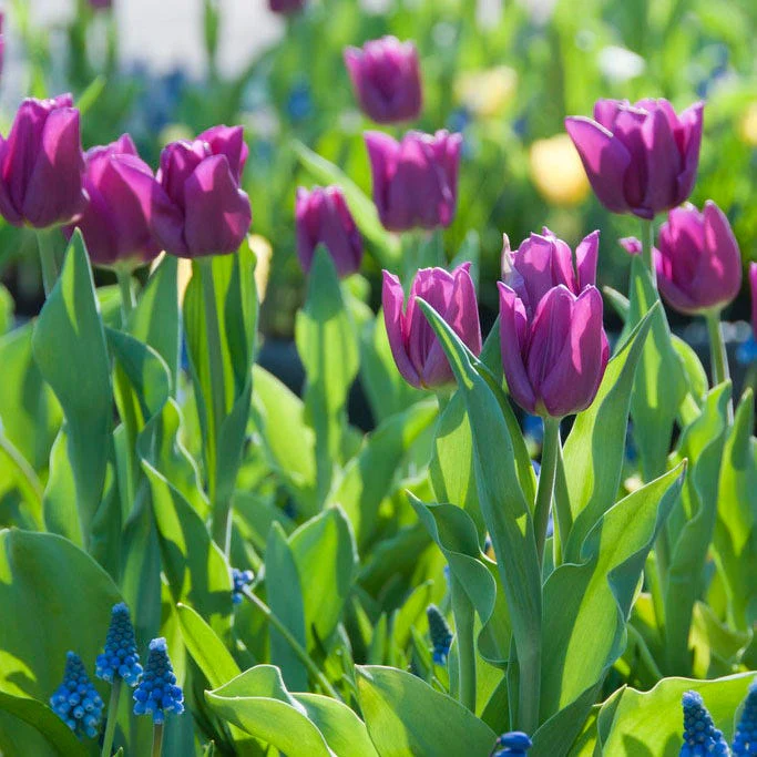 Princess Garden Bulb Collection - Image 2