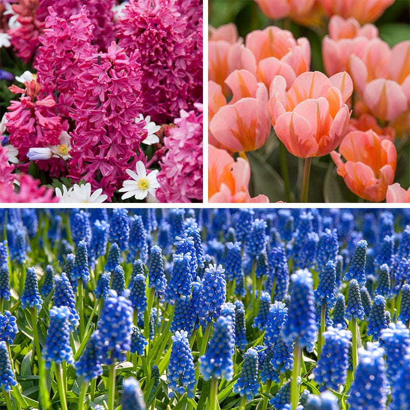 Rhapsody Bulb Collection - Image 2