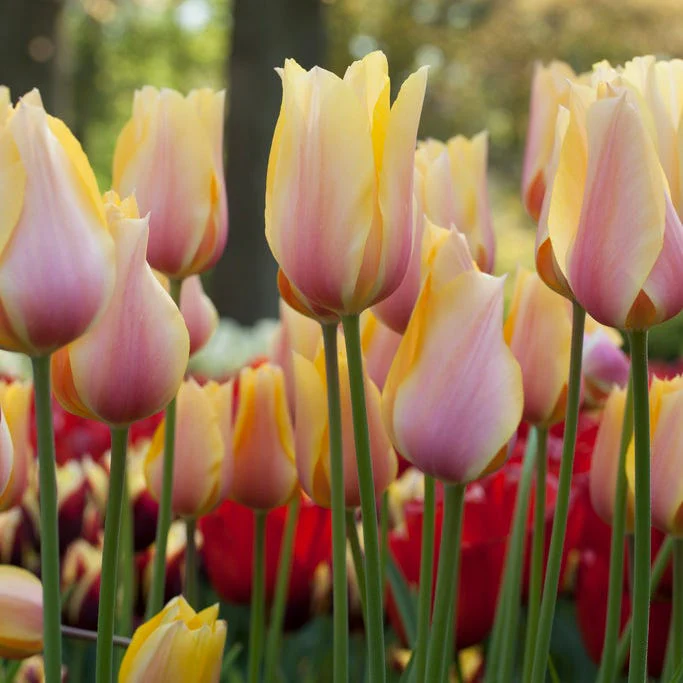 Spring Romance Bulb Collection - Image 4
