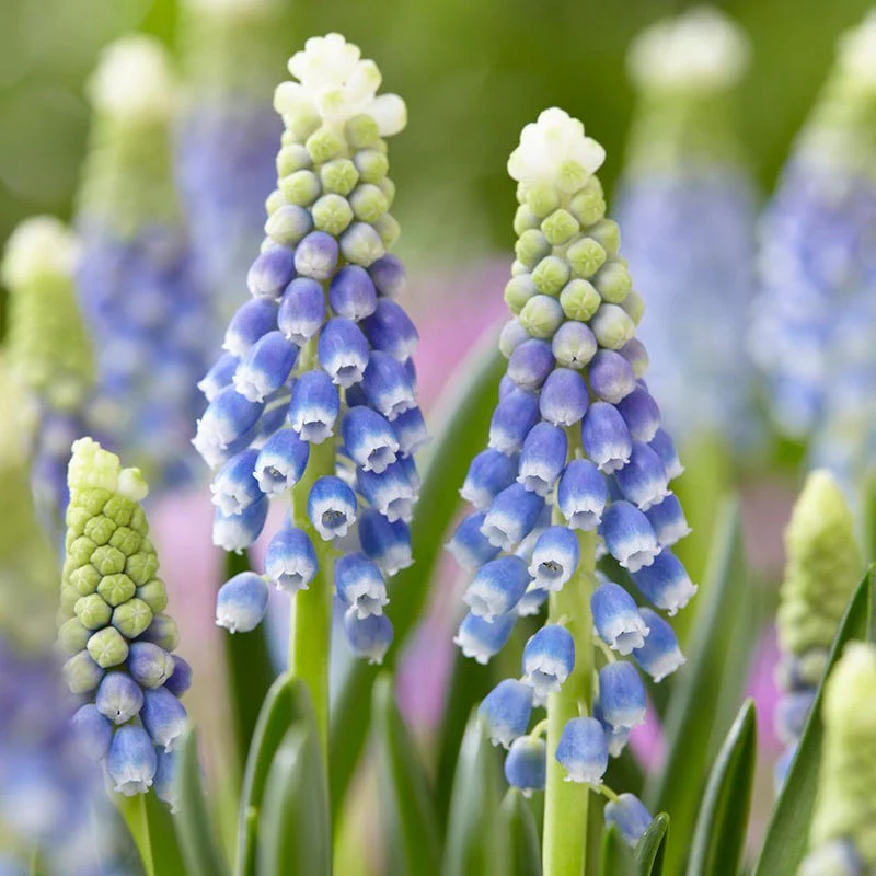 Spring Romance Bulb Collection - Image 5