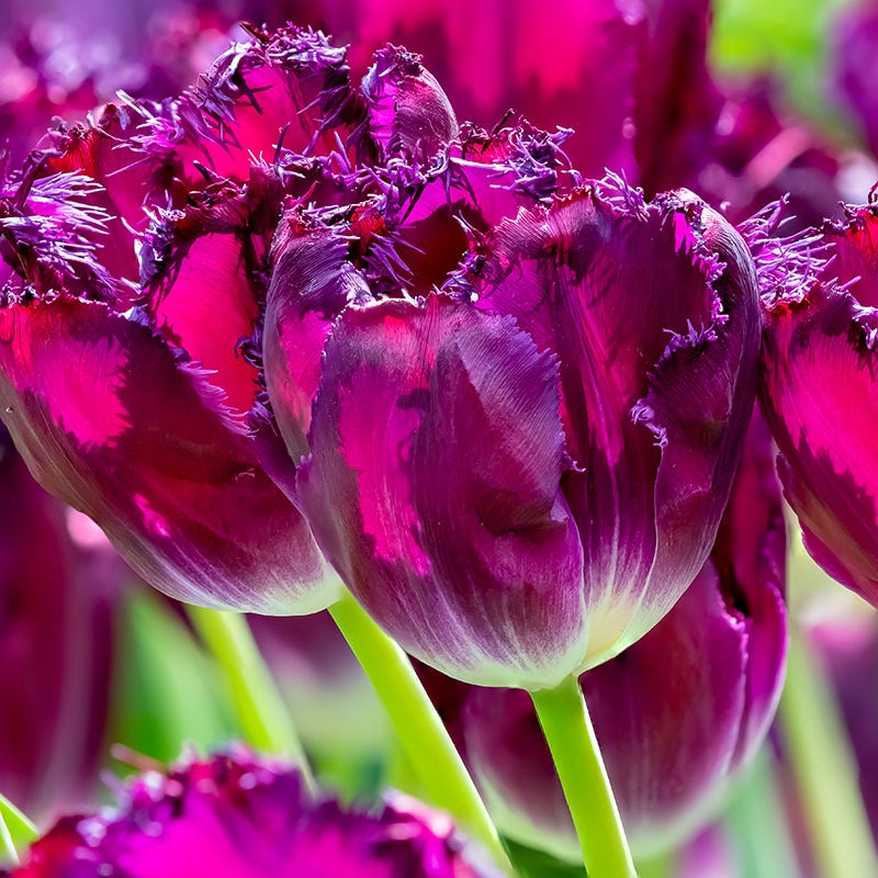 Spring Parade Bulb Collection - Image 3