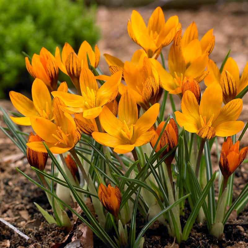 Spring Parade Bulb Collection - Image 5