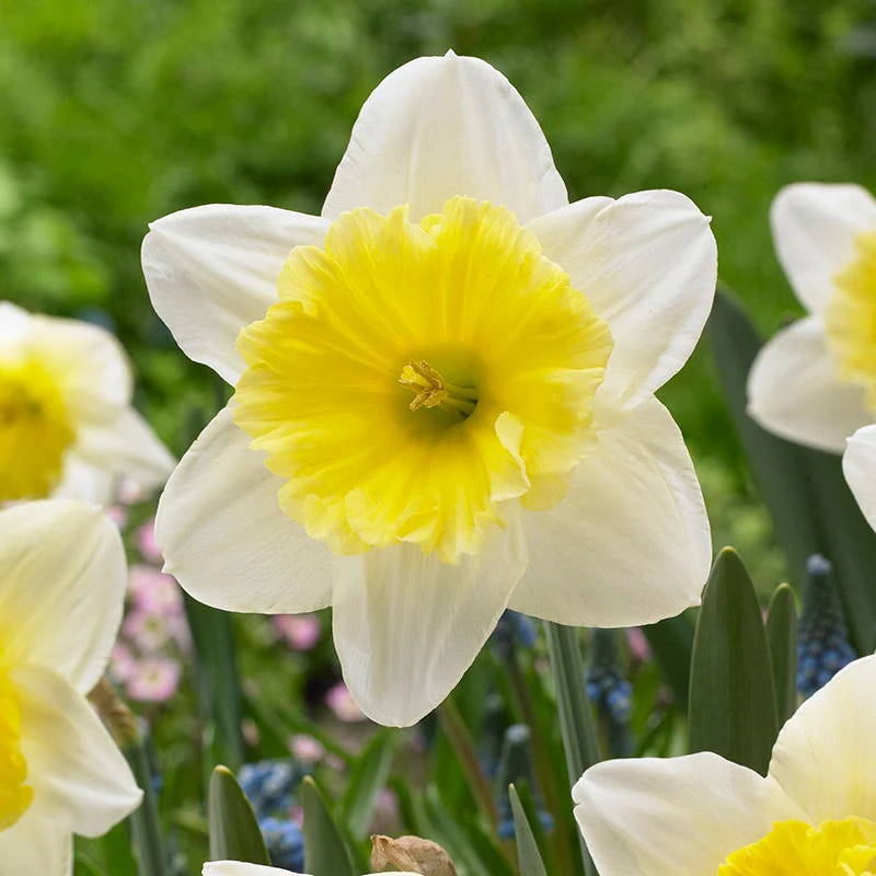 Sunshine Naturalizing Bulb Collection - Image 4