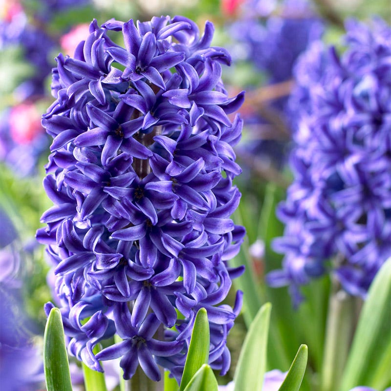 Ultraviolet Bulb Collection - Image 2