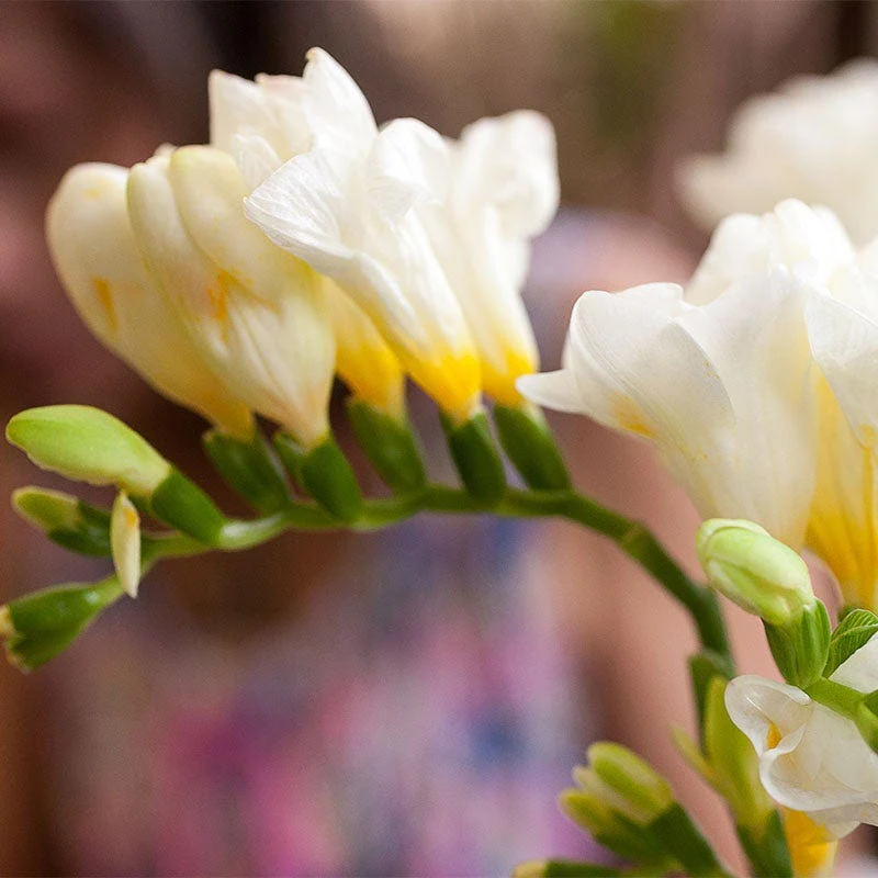 Double White Freesia - Image 2
