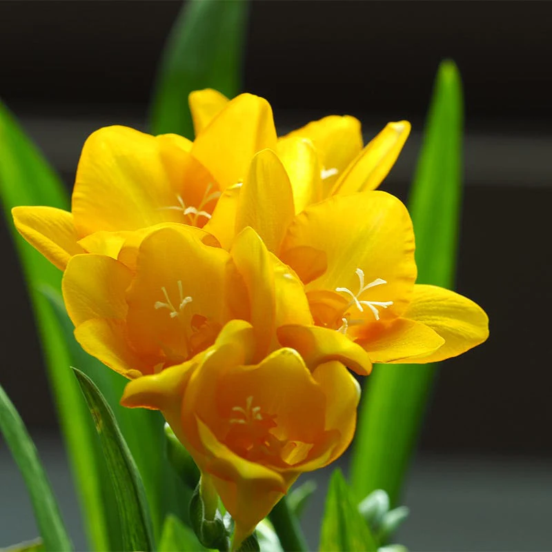 Single Yellow Freesia - Image 2
