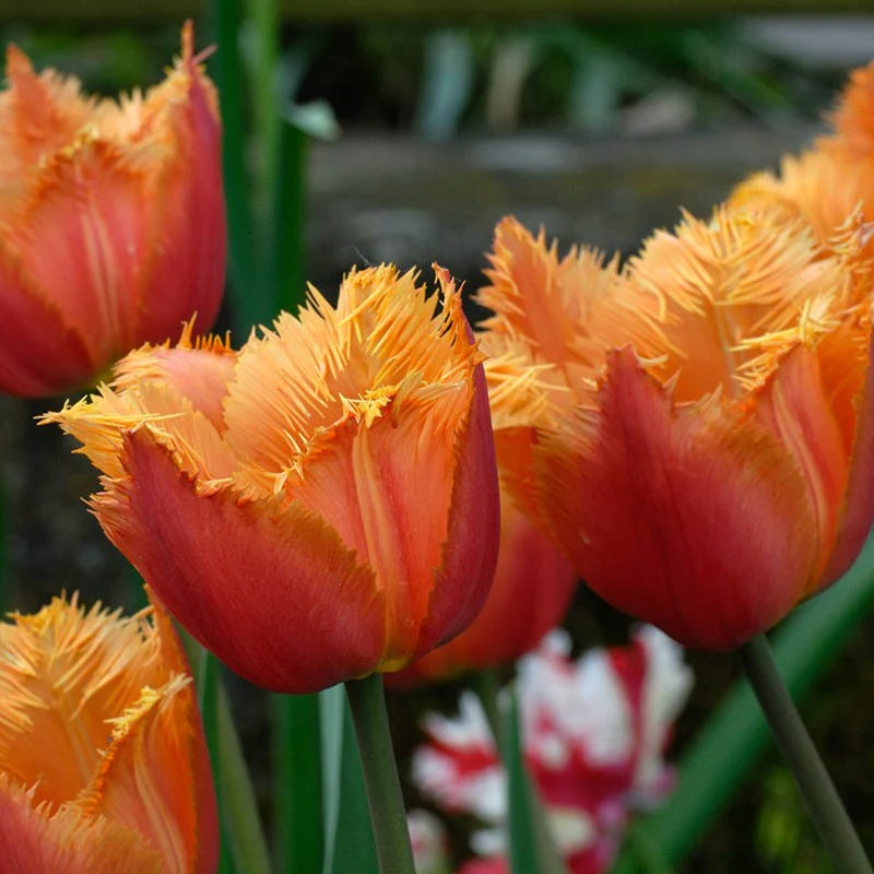Lambada Fringed Tulip - Image 2