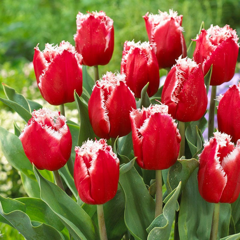New Santa Fringed Tulip - Image 2