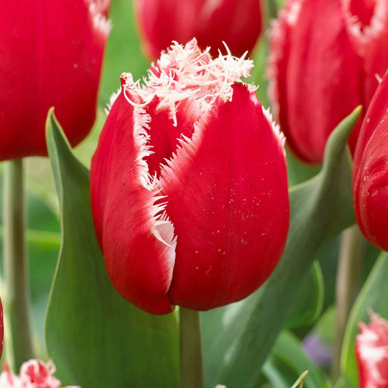 New Santa Fringed Tulip - Image 3