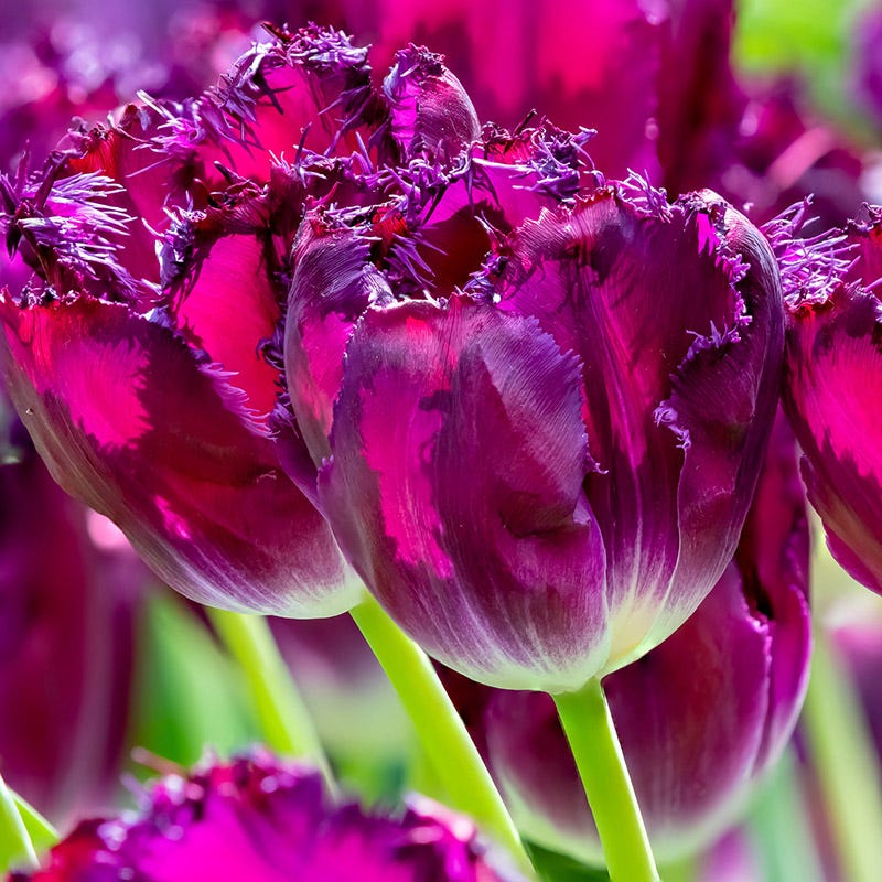 Purple Crystal® Fringed Tulip