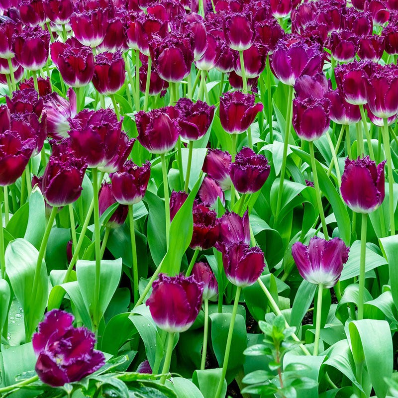 Purple Crystal® Fringed Tulip - Image 2