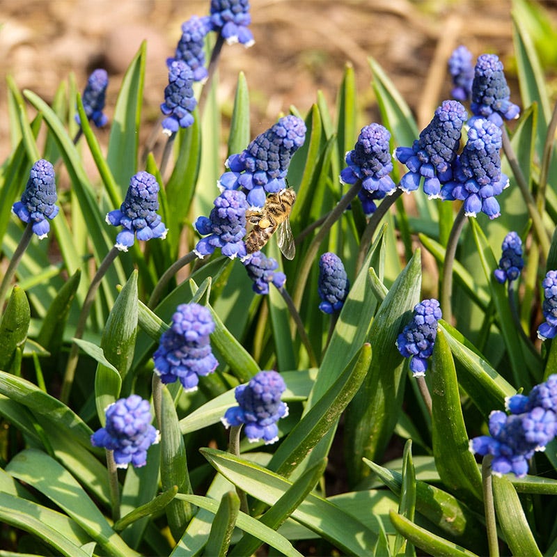 Common Grape Hyacinth - Image 2