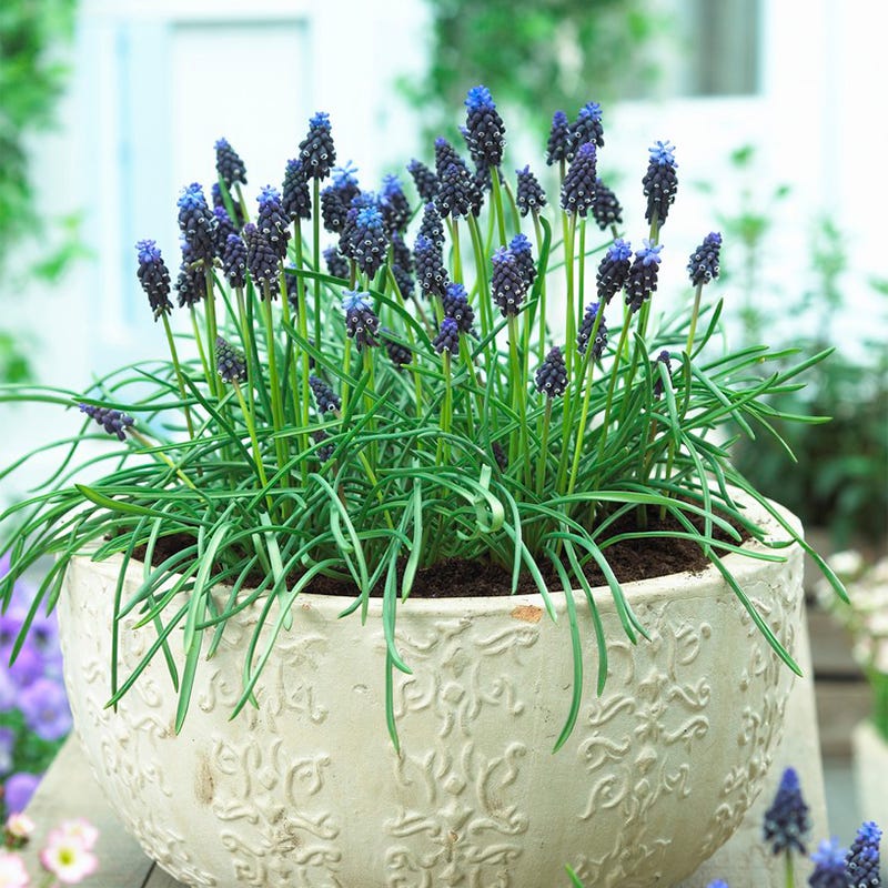 Common Grape Hyacinth - Image 4