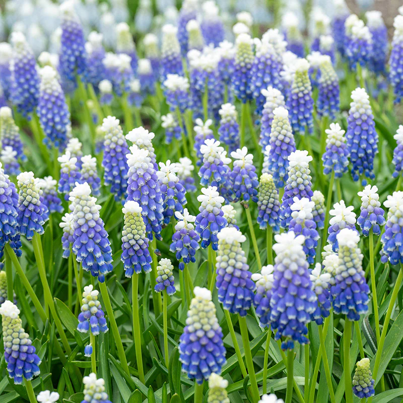 Emmy Grape Hyacinth - Image 2