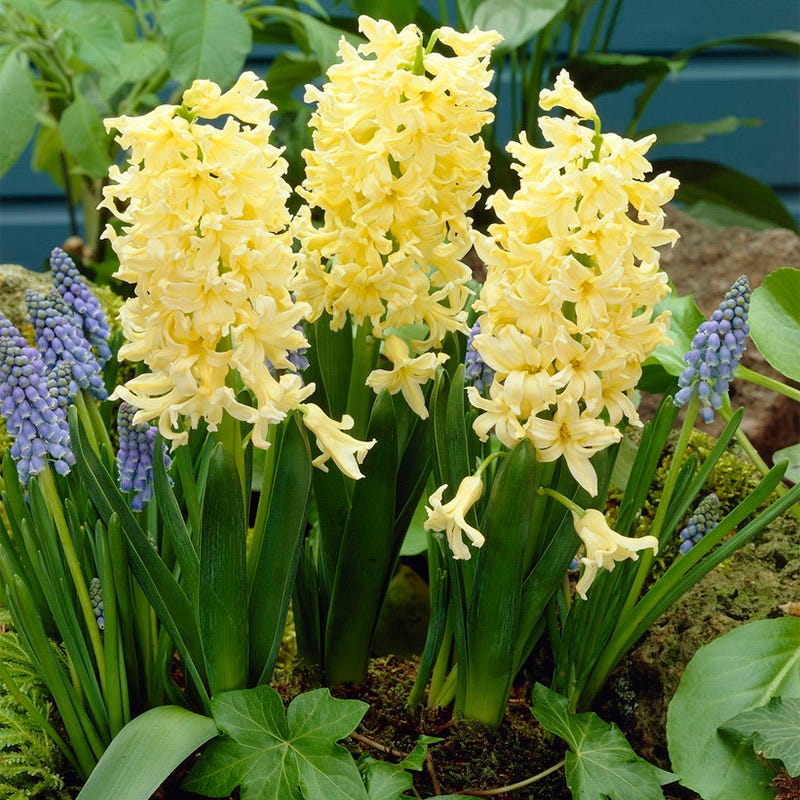 Gipsy Princess Hyacinth